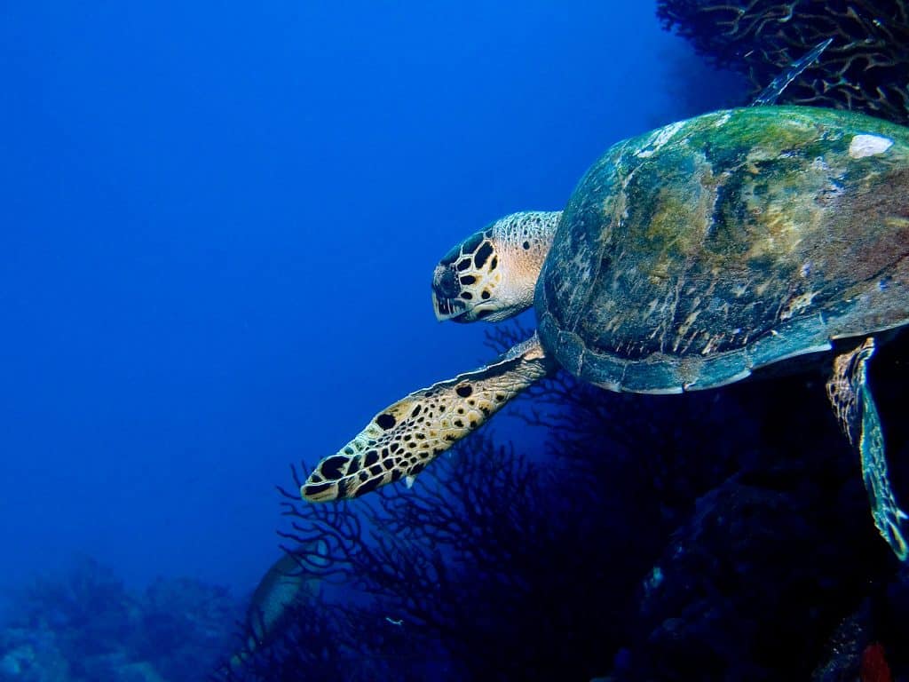 Vacation Escape Travel Highlights the Caribbean’s Best Adventures 4